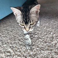 目つきの鋭い子猫