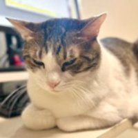 パソコンの前にいる猫