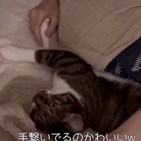 手を握る猫