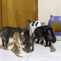 子猫を取り囲む成猫