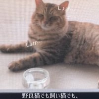 顔がしょげてしまった猫さん