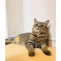 室内にいる猫