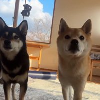 立っている2匹の柴犬