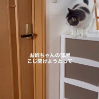 ドアが開くのを待つ猫