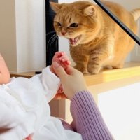 赤ちゃんを威嚇する茶トラマンチカン