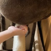 ハンモックをつんつん