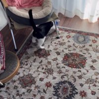 椅子の下にいる猫の後ろ姿