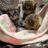 キャリーの中にいる子猫たち