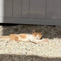 外で寝転がる子猫