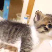 膝の上に立つ姿