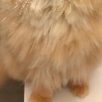 寝癖が付いた猫