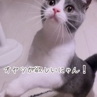 後ろ足で立っている猫「オヤツが欲しいにゃん！」