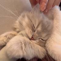 クッションの角をかじったまま眠る子猫