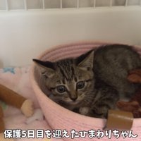 「保護5日目を迎えた...」のテロップ写真