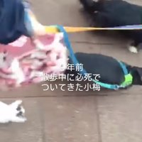 必死についてくる子猫