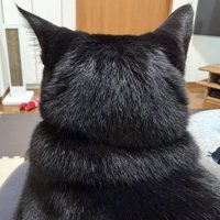 飼い主の膝の上に座る猫の頭