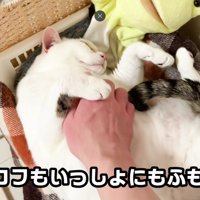 こっそりなでなでする父ちゃんに気づかないおーちゃんさん