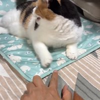 振り返って鳴いた姿
