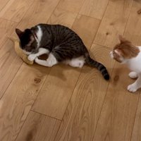 おもちゃで遊ぶ猫