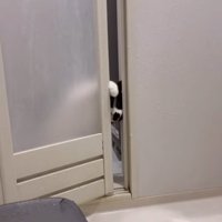 お風呂のドアに右前足をかけている猫