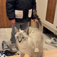 カメラ目線の猫