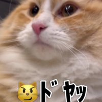 ドヤ顔の猫