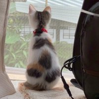 生後2カ月ほどの猫の後ろ姿