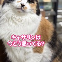 お座りして首を傾げる猫