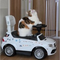 車と猫