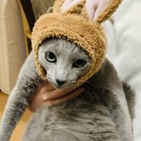 うさぎの被り物を被って飼い主さんに抱っこされるロシアンブルー