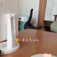リビングをウロウロする猫（まんちゃん）