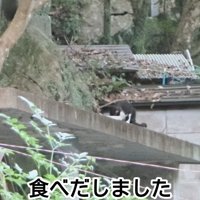 遠くでごはんを食べる猫
