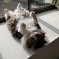 へそ天する猫を全身アップで横から映した様子