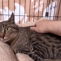 撫でられる猫