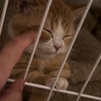 ケージの中でほっぺをなでられている子猫