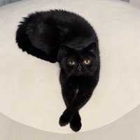 正面を向いている黒猫