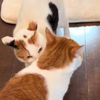猫の匂いを嗅ぐ猫