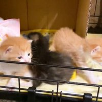 駆け寄る