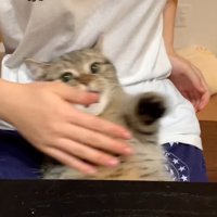 背中を触ってきた女性の手の方へ体を倒す猫