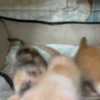 外に出る猫