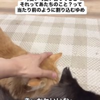 ママに撫でられる茶トラ猫を見るハチワレ猫