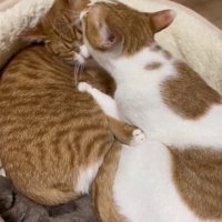 毛づくろいする2匹の猫