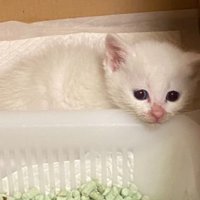 箱にいる猫