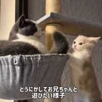 キャットタワーにいるマンチカンに遊んでほしい子猫
