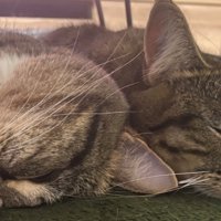 眠っている猫の顔のアップ