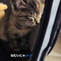 ウトウトする子猫