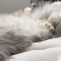 添い寝する猫の足元