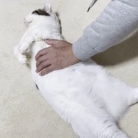 顔だけ横を向いた姿