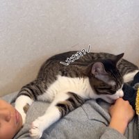 手を舐める猫