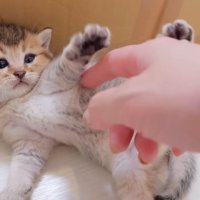 仰向けになった子猫
